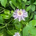 Passiflora incarnata Cvet