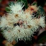 Syzygium ngoyense Fruit