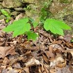 Acer spicatum برگ