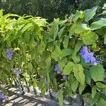 Thunbergia grandiflora आदत