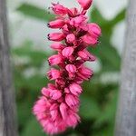 Bistorta amplexicaulis Floare