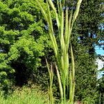 Koeleria pyramidata Flower