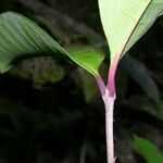 Ixora nicaraguensis кора