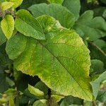 Arctium nemorosum Hoja