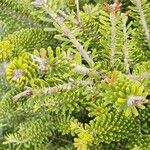 Abies koreana Облик