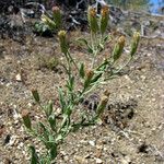 Brickellia oblongifolia Συνήθη χαρακτηριστικά