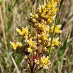 Solidago missouriensis Кветка