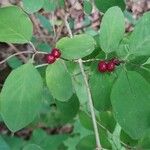 Lonicera xylosteum Leaf