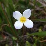 Houstonia caerulea 花