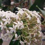 Acokanthera oppositifolia Flower