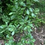 Pyrus elaeagrifolia 葉