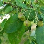 Malus hupehensis Fruit