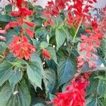 Salvia splendens ᱛᱟᱦᱮᱸ