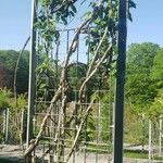 Actinidia arguta Plante entière