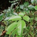 Pterocarpus soyauxii Levél