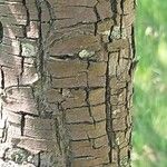 Pyrus salicifolia Bark