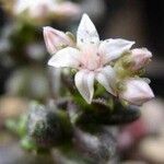 Sedum furfuraceum Fleur