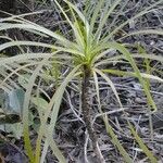 Lomandra insularis Costuma