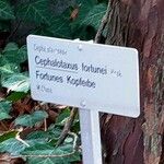 Cephalotaxus fortunei Övriga