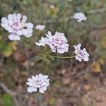 Iberis linifolia Fula