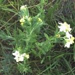 Lithospermum cobrense عادت