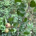 Pyrus cordata Плод