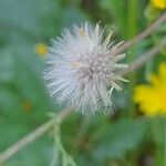 Senecio gallicus Frucht