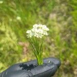 Asclepias verticillata Blomst