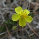 Fumana thymifolia Flor