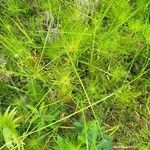 Cyperus prolifer Leaf