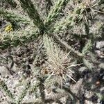 Cylindropuntia imbricata Blatt