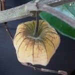 Physalis pubescens Fruit