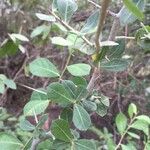 Commiphora glandulosa Blatt