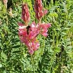 Astragalus glaux Цвят