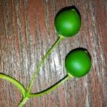 Celtis occidentalis Fruit