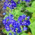 Veronica austriaca Flower