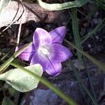 Romulea ligustica Цвят