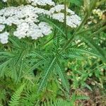 Achillea nobilisFoglia