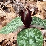 Trillium cuneatum Flor
