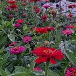 Zinnia peruvianaЦветок