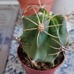 Ferocactus emoryi Leaf