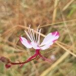 Oenothera gauraÇiçek