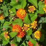 Lantana camaraFlower