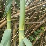 Phyllostachys viridis 葉