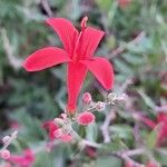 Anisacanthus quadrifidus Flower