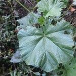 Malva setigera Blatt