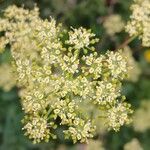 Peucedanum alsaticum Blüte