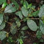 Eumachia coffeosperma Habit