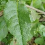 Nicotiana plumbaginifolia Blad
