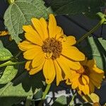 Heliopsis helianthoidesFlors